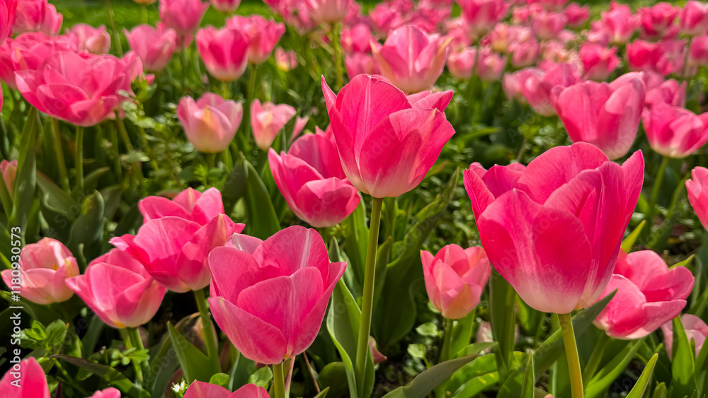 Vivid pink tulips blooming in spring garden, close up view with sunlit petals and fresh green leaves. Love and summer season concept. Vivid pink tulips blooming in spring garden, close up view with sunlit petals and fresh green leaves. Love and summer season concept.