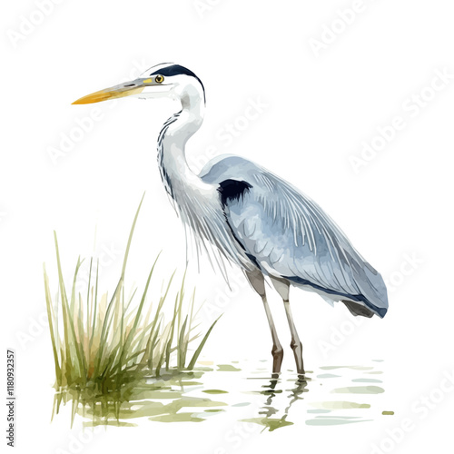 A watercolor illustration of a heron wading in water, isolated on a white background. Heron wading vector.
