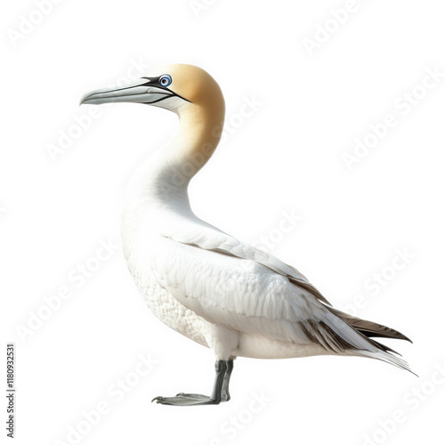 side profile of a large bird with a distinctive yellowish head. white body. and long beak. set against a plain white background the bird appears to be a gannet. showcasing its elegant form and colorat photo