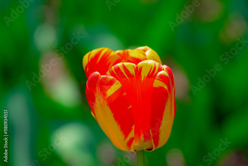 Tulips in a vibrant tulip field in the Netherlands. Blooming spring flowers tulips in the sunlight. Tulips flower beautiful in garden plant. Beautiful tulip flowers spring background. photo