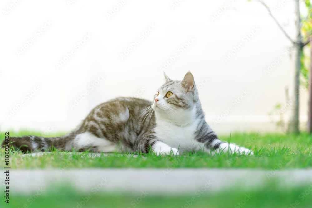 Portrait of silver cat walking on nature in garden on background of green grass Portrait of silver cat walking on nature in garden on background of green grass