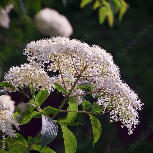 ニワウメは春に咲く花で薄い紫色の花が茎に集まって咲いている