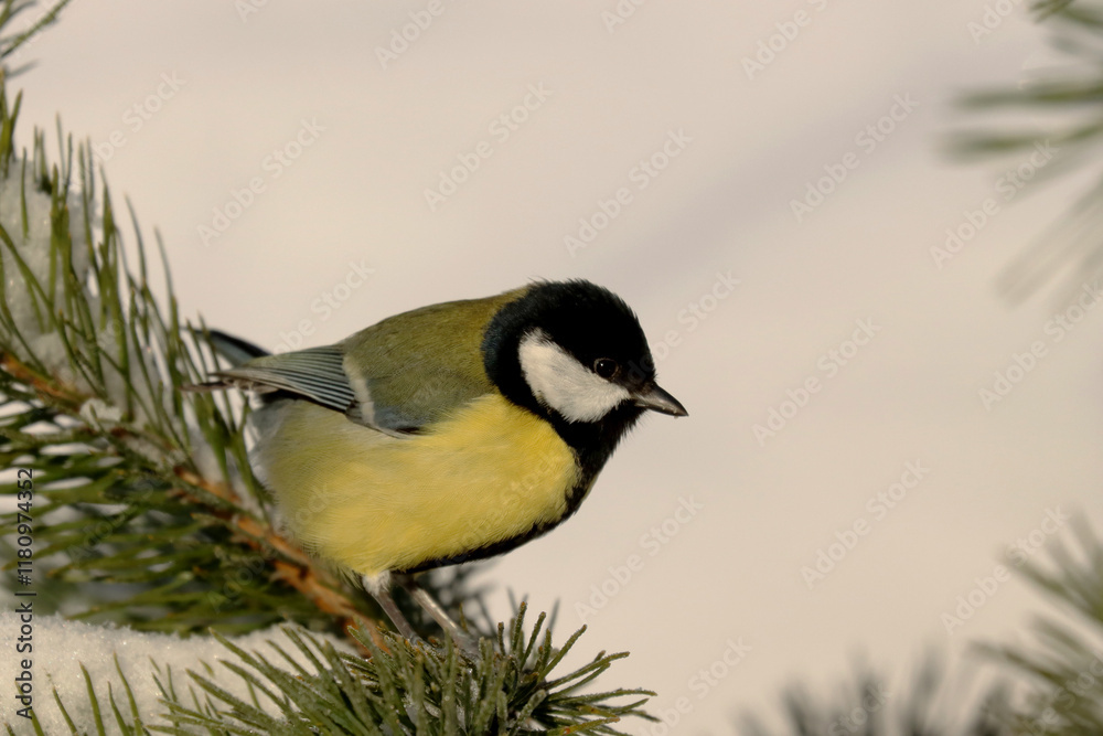 Fototapeta premium Great tit