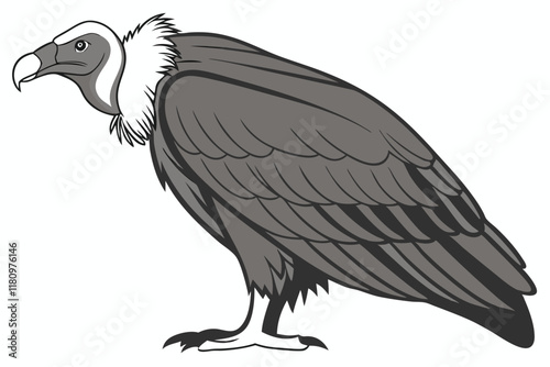 Large vulture, side profile, imposing stance, hooked beak, dark feathers, bald head, scavenger bird, white background, detailed plumage, wildlife photography, sharp focus, nature illustration, bird of photo