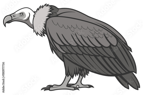 Large vulture, side profile, imposing stance, hooked beak, dark feathers, bald head, scavenger bird, white background, detailed plumage, wildlife photography, sharp focus, nature illustration, bird of