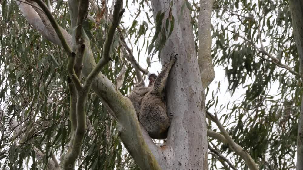 Mother Koala Bear and baby Joey bonding together in an Australian Gum tree. Wild animal behavior Mother Koala Bear and baby Joey bonding together in an Australian Gum tree. Wild animal behavior
