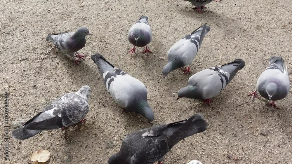 A group of pigeons is seen looking for food scraps on the ground of a park A group of pigeons is seen looking for food scraps on the ground of a park