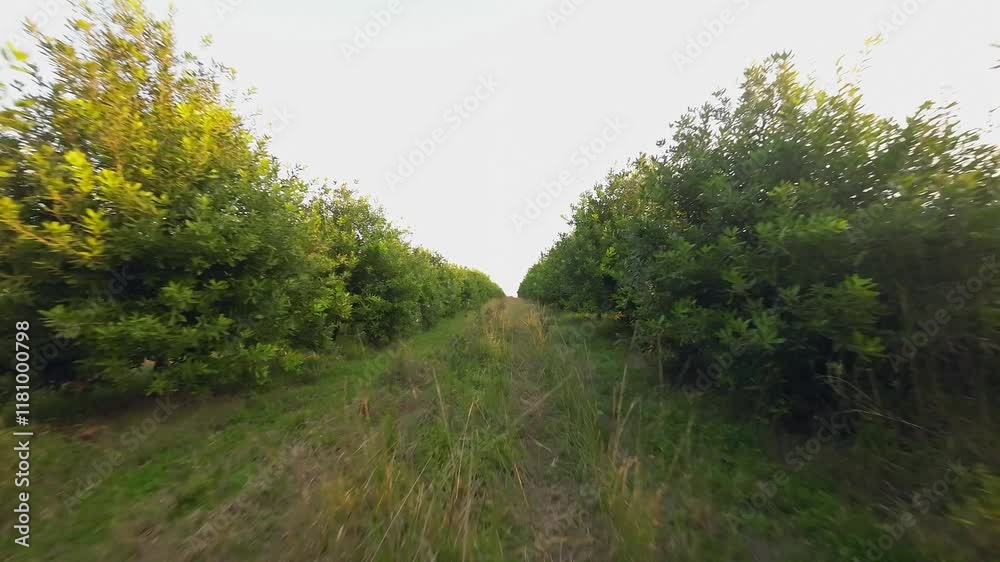 POV FPV between rows of Macadamia nut trees in agriculture orchard POV FPV between rows of Macadamia nut trees in agriculture orchard