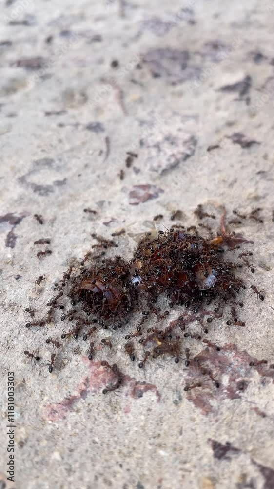 The black ant family preys on insects or eating killed insects in a group. The black ant family preys on insects or eating killed insects in a group.