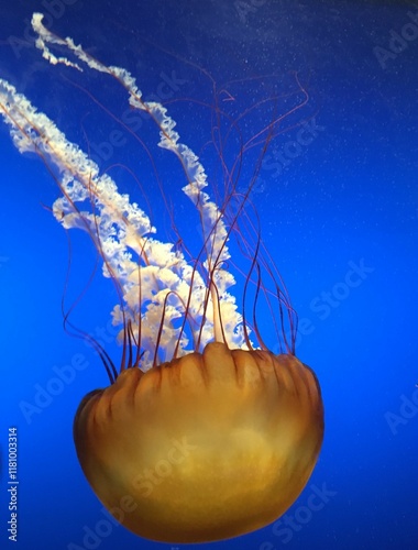 jellyfish in aquarium