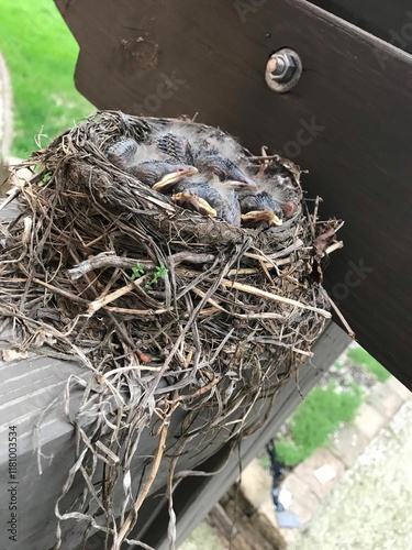 baby birds