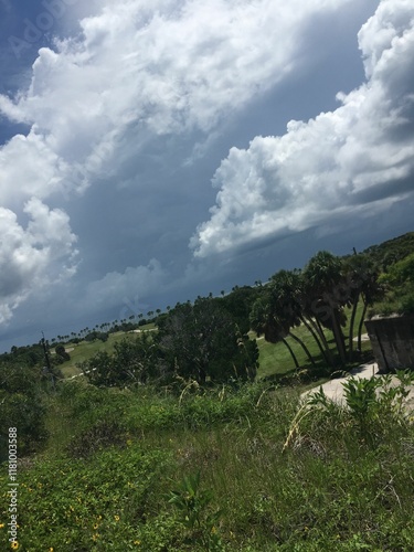 clouds over the forest