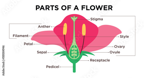 Flower parts diagram clipart design. Flower anatomy and infographic clip art with petals, stigma, filament, ovary and anther drawing structure. Vector illustration science biology flora parts. 
