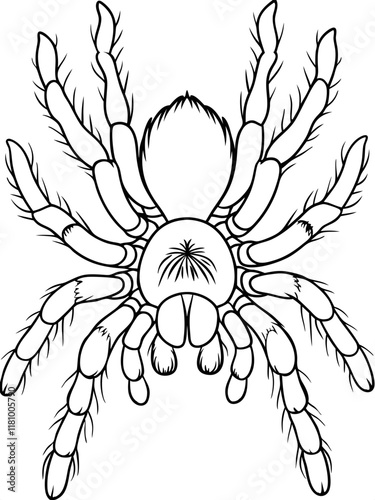 Tarantula Dorsal View Arachnid Ready-to-print coloring page on standard 8.5x11 inch paper