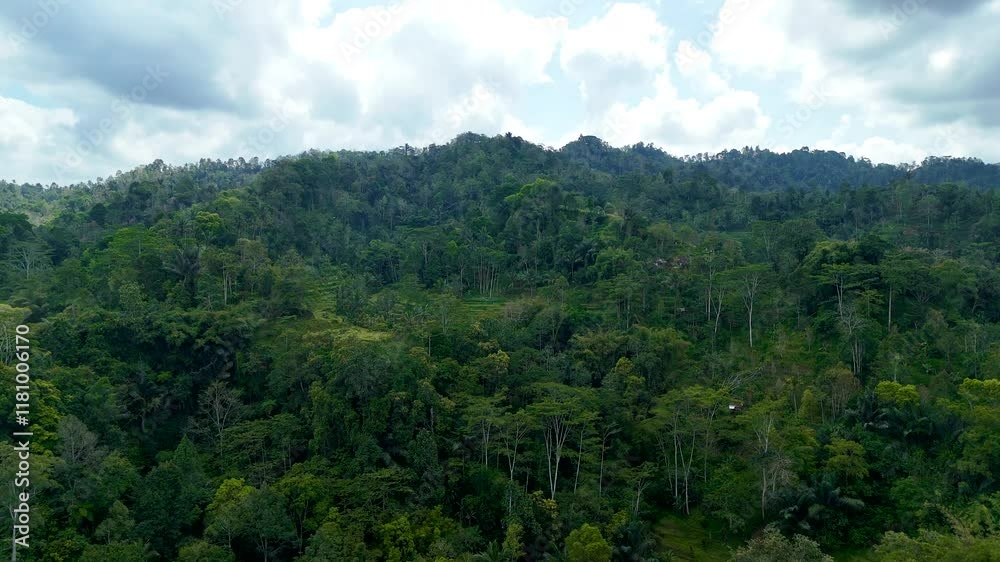 Dense Jungle in Ubud, Bali. 4k 30fps Dense Jungle in Ubud, Bali. 4k 30fps