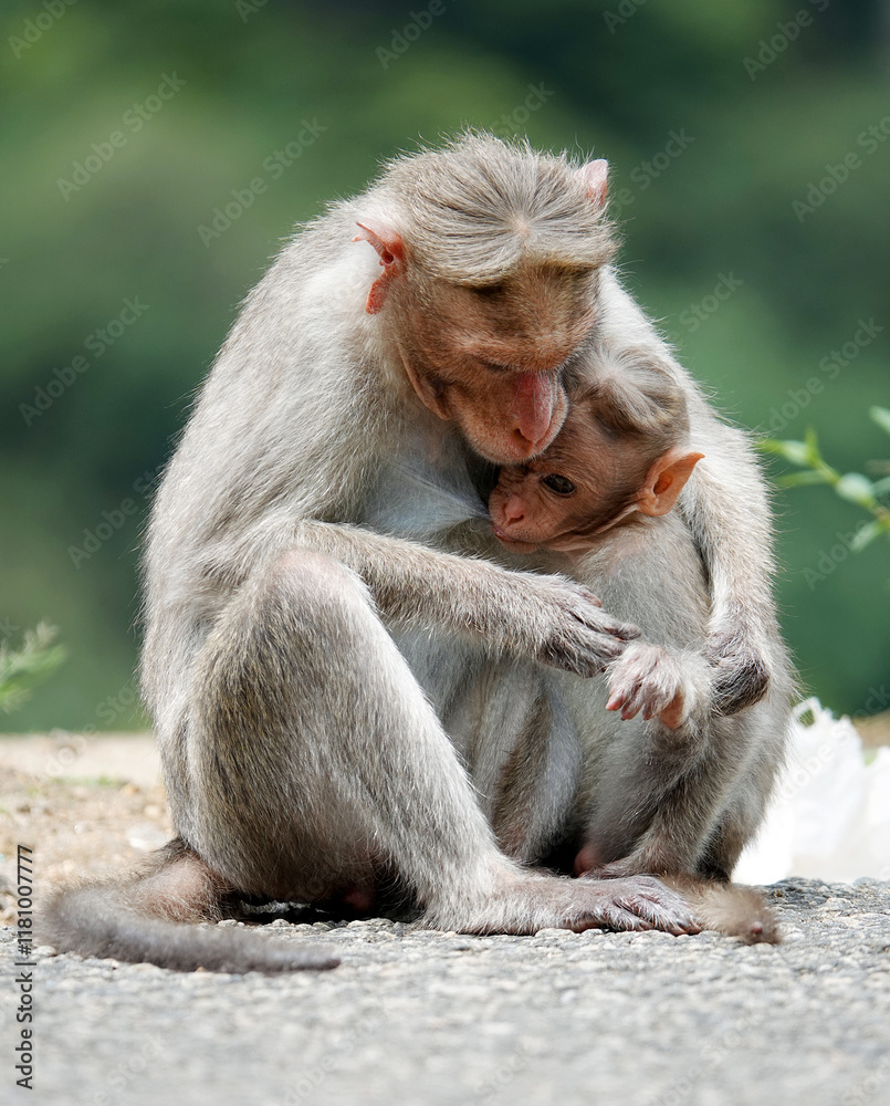 Fototapeta premium Monkey and baby