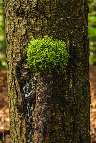 The trunk of a spruce tree and a tuft of lanky Moss
