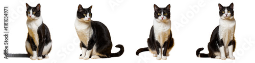  A charming array of tuxedo cats showcasing their unique poses