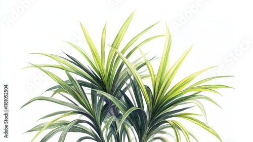Lush Green Indoor Plant with Striking Leaves on White Background