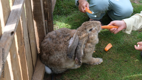 Cute Fluffy Rex Rabbit in outdoor garden
