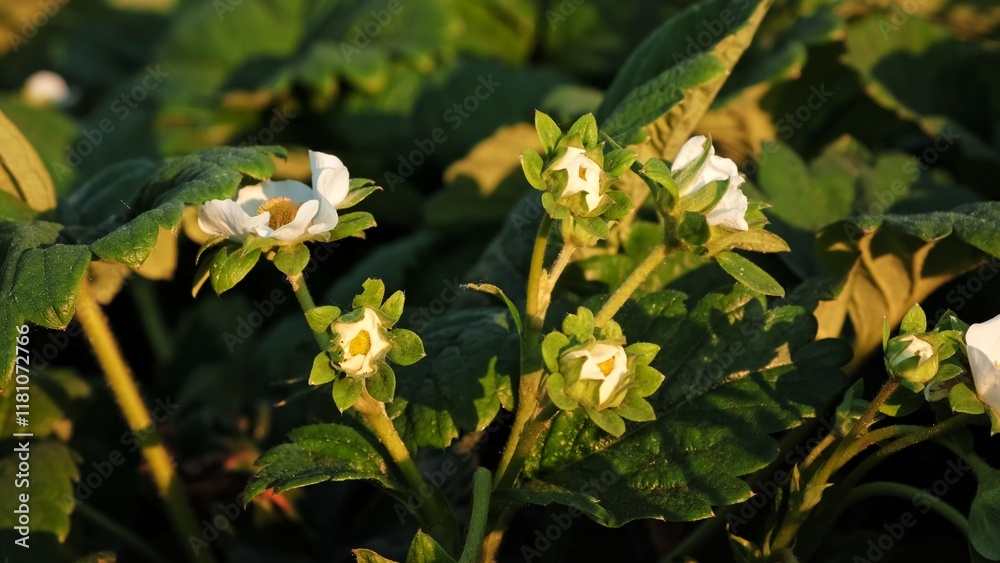 Fototapeta premium Blooming strawberry plant close-up. Lots of beautiful white flowers of flowering strawberries in home garden. Growing of berries. Fresh green leaves of blossoming bushes. Beauty in nature