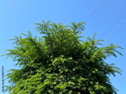 Fotografi Yew plant Taxus baccata evergreen tree European yew