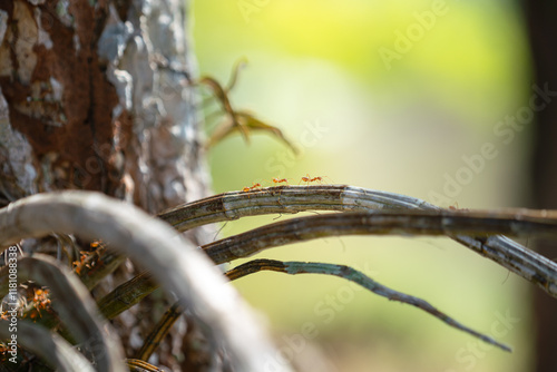 A group of red ants are walking on the tree trunk or tree branch in the forest environment. Animal portrat close-up photo, selective focus. photo