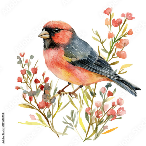 A watercolor vector of a finch fluttering in the hedgerow, isolated on a white background. Finch vector.
