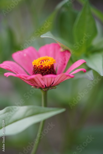 close up pink flower with yellow pistile and bokeh green background photo