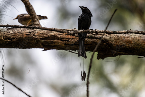 Black paradise drongo in the wild at dawn looking for food in the country of Thailand photo