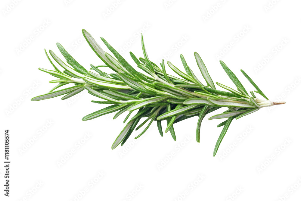 High-Quality PNG rosemary sprig on white background isolated High-Quality PNG rosemary sprig on white background isolated