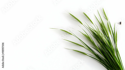 A windy, natural white background featuring Stipa Arundinacea Sweet Grass photo