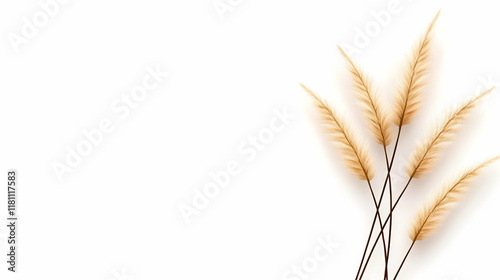 A windy, natural white background featuring Stipa Arundinacea Sweet Grass photo