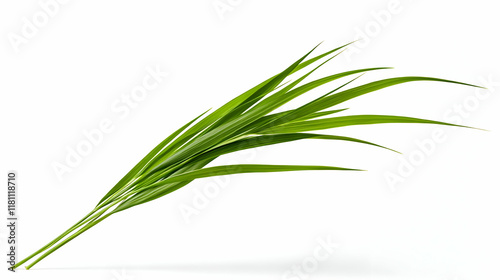 A windy, natural white background featuring Stipa Arundinacea Sweet Grass photo