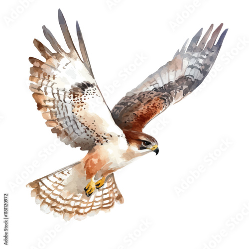 A watercolor clipart of a falcon gliding above the plains, isolated on a white background. Falcon vector.
