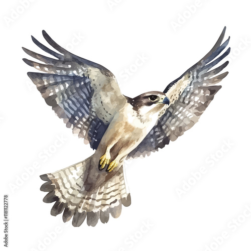 A watercolor clipart of a falcon gliding above the plains, isolated on a white background. Falcon vector.
