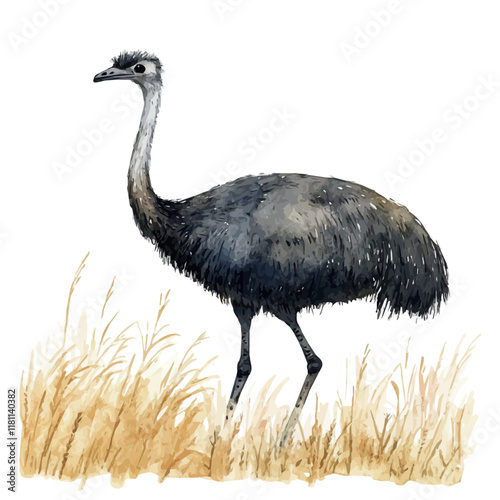 A watercolor of an emu chasing insects, isolated on a white background. Emu vector.
