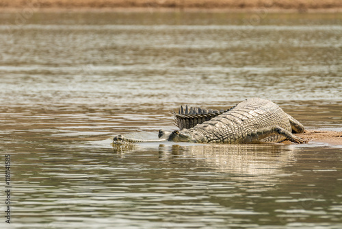 Gavial Indian - Gavialis gangeticus in nature. Crocodile with open mouth relax in water. photo