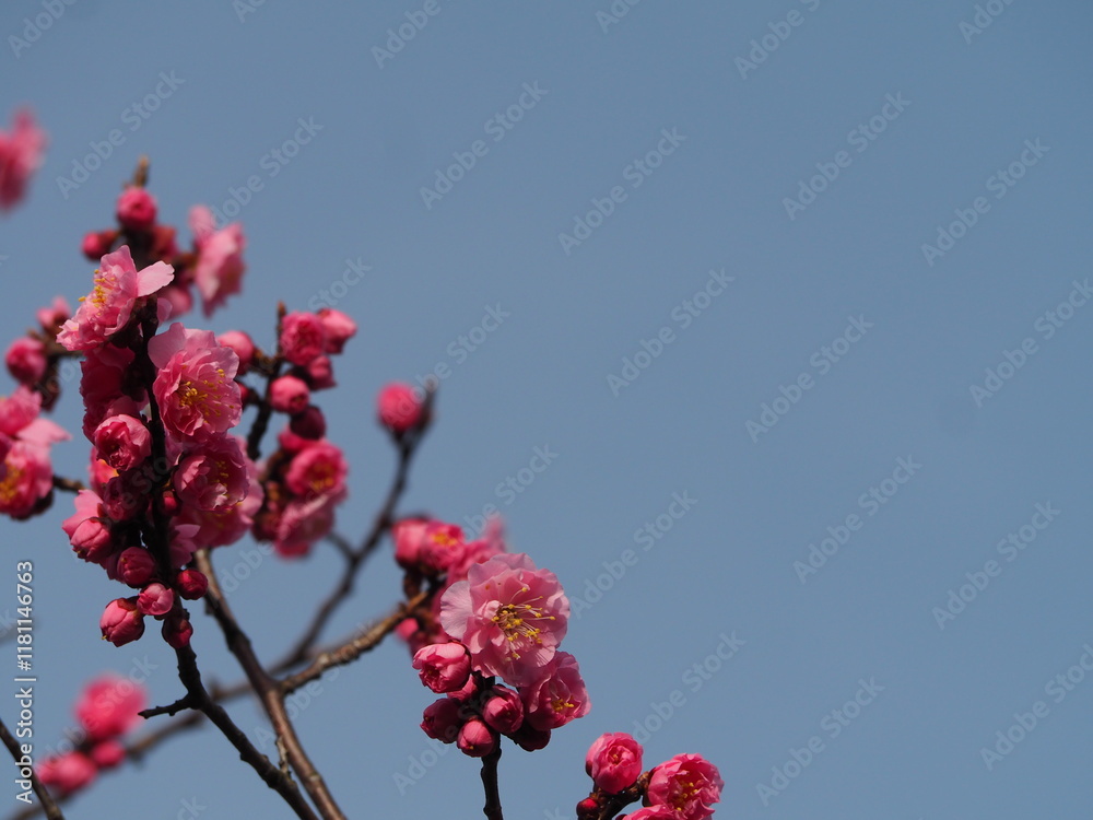 春の花　梅　紅梅