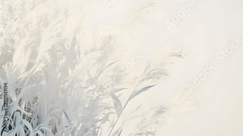 Delicate feathery grass stalks against a softly blurred white background, evoking a light and airy feel