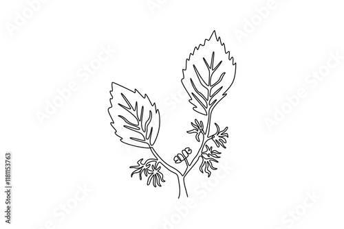 Continuous one line drawing beauty fresh witch hazels for home wall decor art poster print. Decorative snapping hazel plant concept for floral card. Single line draw design vector graphic illustration