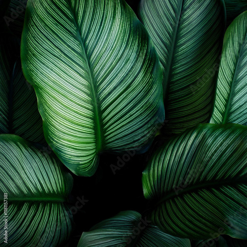 leaves of Spathiphyllum cannifolium, abstract dark green texture