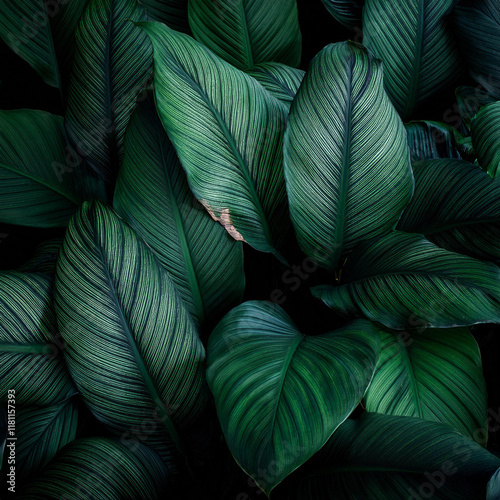 leaves of Spathiphyllum cannifolium, abstract dark green texture