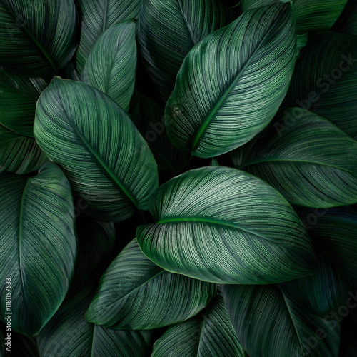 leaves of Spathiphyllum cannifolium, abstract dark green texture