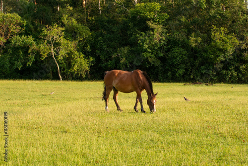 the horse is grazing on the Brazilian fazenda, Rio Grande do Sul photo