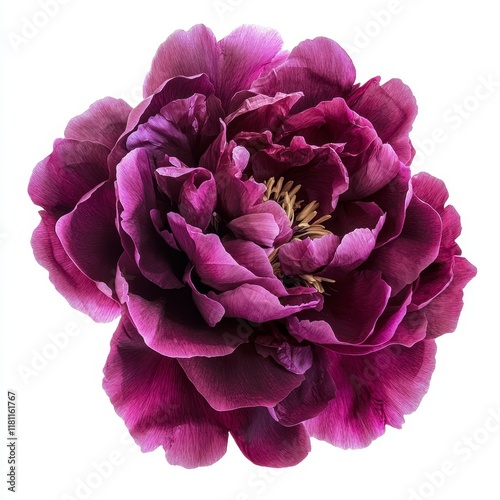 Fototapeta Naklejka Na Ścianę i Meble -  Stunning Deep Magenta Peony Blossom with Lush Petals and Intricate Details