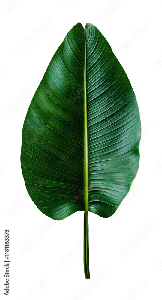 Fototapeta premium Close-up view of a single banana leaf nature lush green environment high fidelity detail isolated on transparent background png