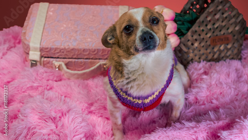 dog on pink fur with a decorative suitcase and flowers in a basket photo