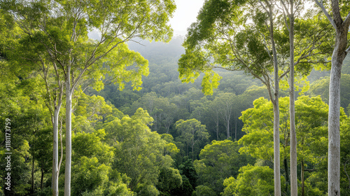 Lush green Australian bushland with tall trees and vibrant foliage