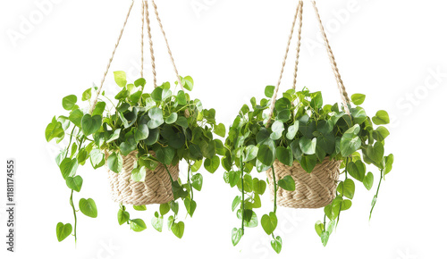 Hanging Heartleaf Plants: A pair of lush heartleaf plants, cascading gracefully from woven macrame hangers, bring a touch of nature's elegance to any indoor space. photo